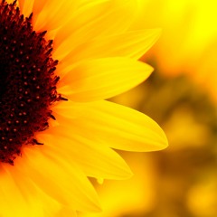 Agent Sumo - Sunflowers