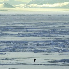 Deranged Penguin