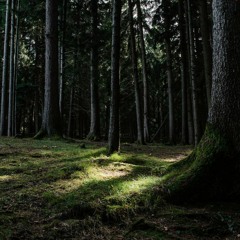 Project VGM - 10 - "Shelba Forest" (Original Orchestral Composition)