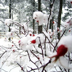 Snow Roses