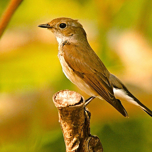 Stream Adorons Le Corps Du Christ Soprano By Musicus Pacem Listen