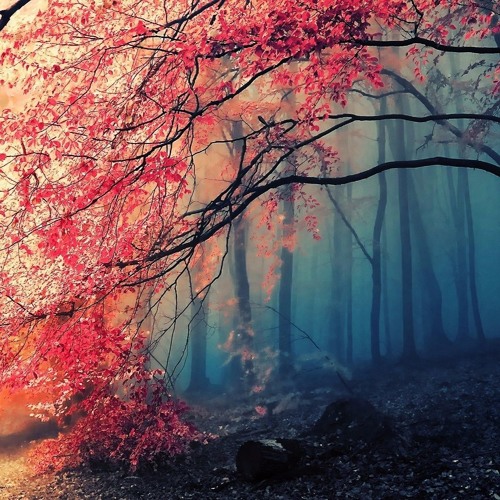 Everbeat & Wiljan - Wither