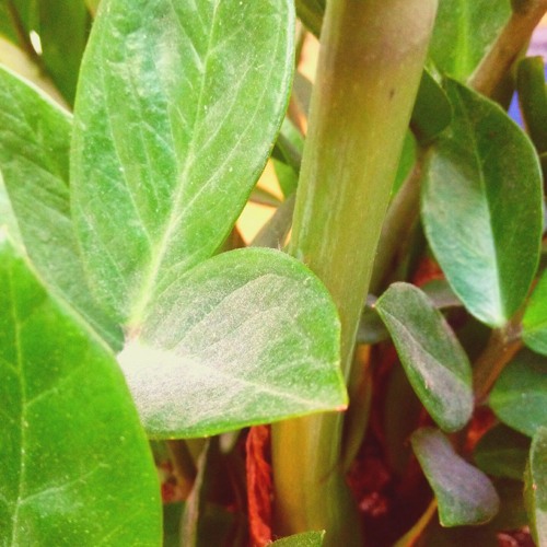 Chillix Shankar - Flowers are Green