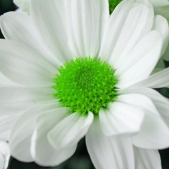 Green flower session 4 - Chi Chi Music