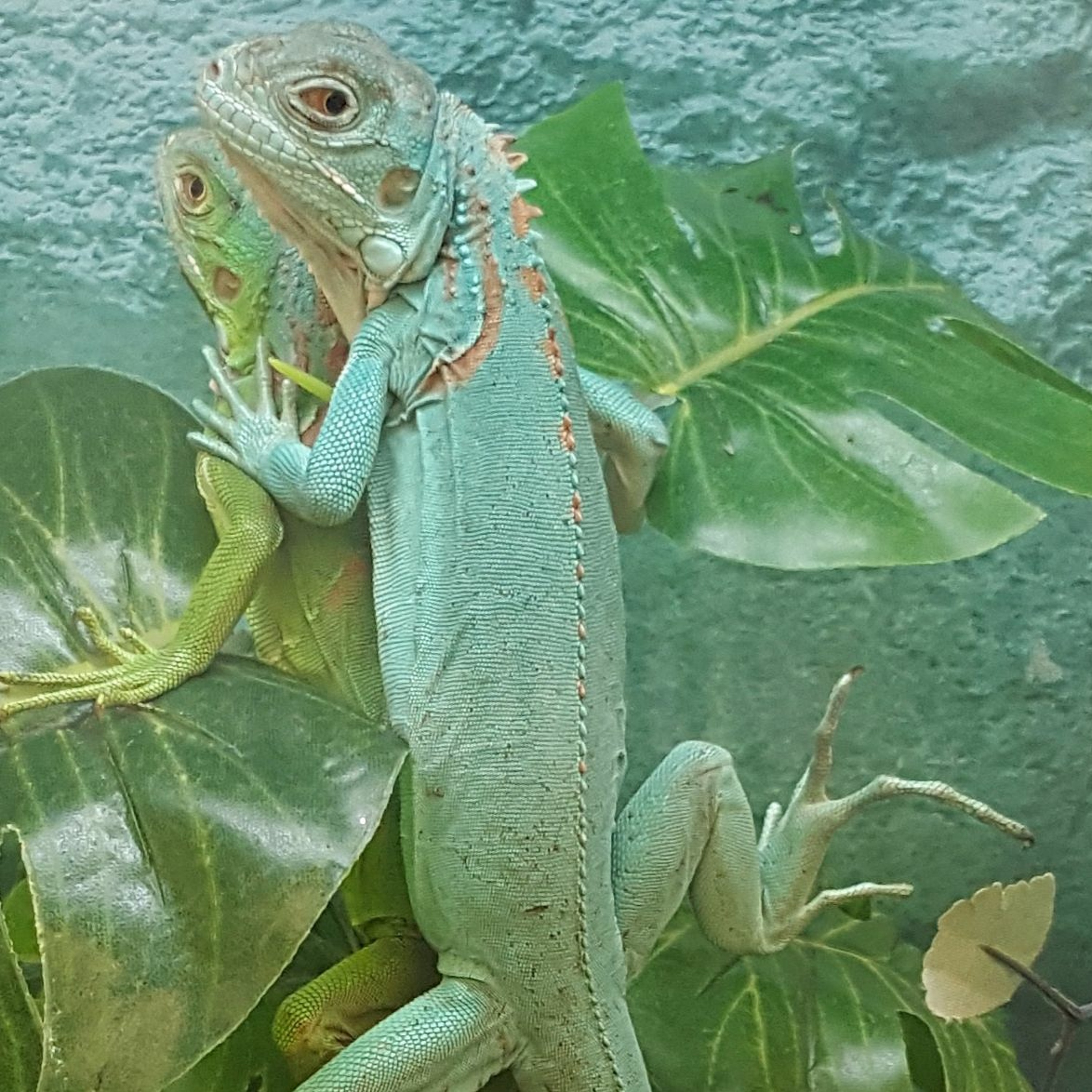 Iguana episode artwork