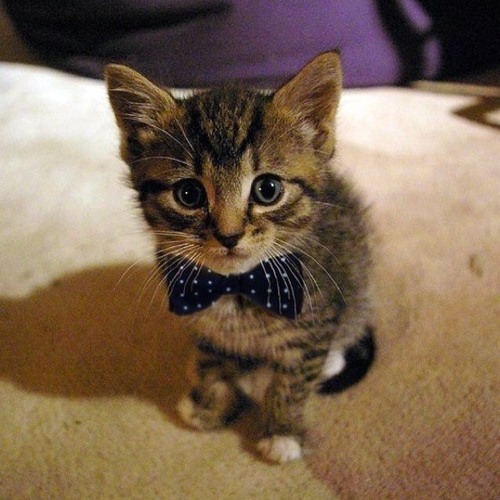 Man Cats Don't Know