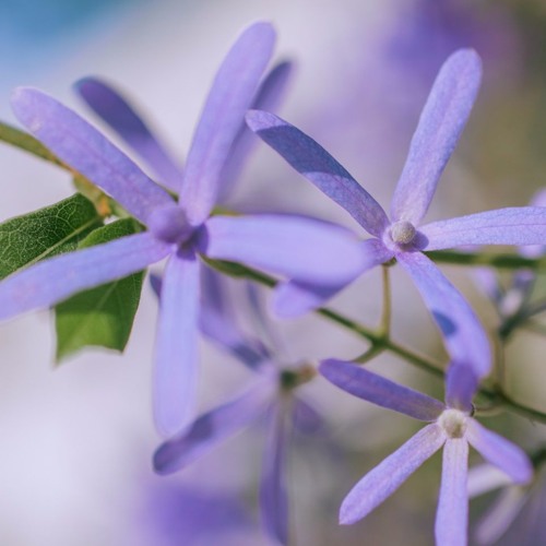 Bhakti Lalita Devi - Thakura-vaishnava-gana