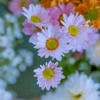 Bhakti Lalita Devi - Savarana-sri-gaura-mahima (gaurangera duti pada)