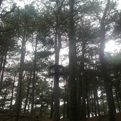 Forgetful Squirrels (short version)