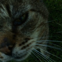 Den Grå Hal, Unmastered (snippet)