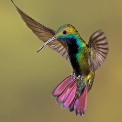 Hummingbird