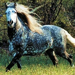 Happiness from a Horse...