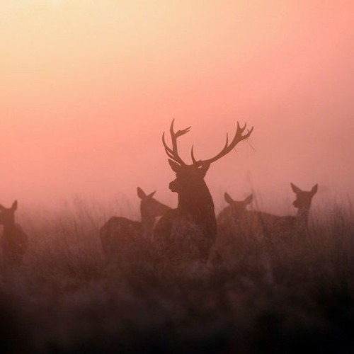 эксперимент дарк