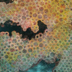 inside the petri dish