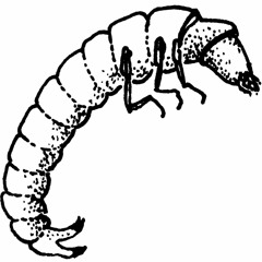 Flea Larvae