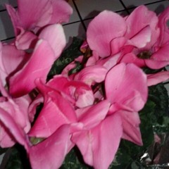 Kisses From Ni Ni(The Ancestaral Blessing) - 3 14 16, 1.10 AM