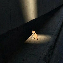 Broken hearted Neighbor - Luigi D'Avola