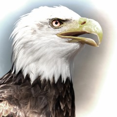 Wounded Eagles (Originial Song)