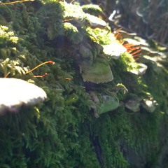 Y todo lo que acontence, acontence {Jacobo Grinber