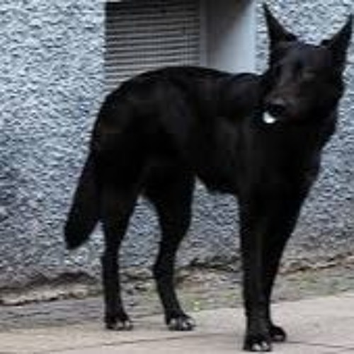 Black Dog Blues