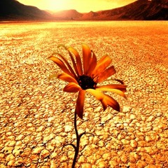 Remzi - Flower In The Desert (Rabih Rizk Vocal Edit)