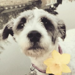 My Springtime Lali ❀ܓ