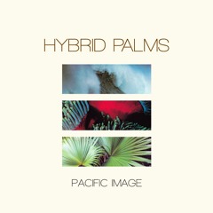 Hybrid Palms - Pacific Image (From Pacific Image)
