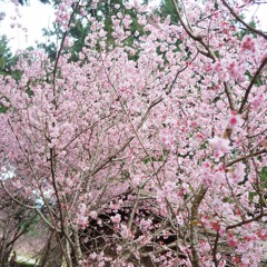 王心凌 - 遠在眼前的你(cover by 藍采韻)