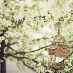 تلاوة رائقة لسورة يونس- القاريء الشيخ محمد عبد العزيز