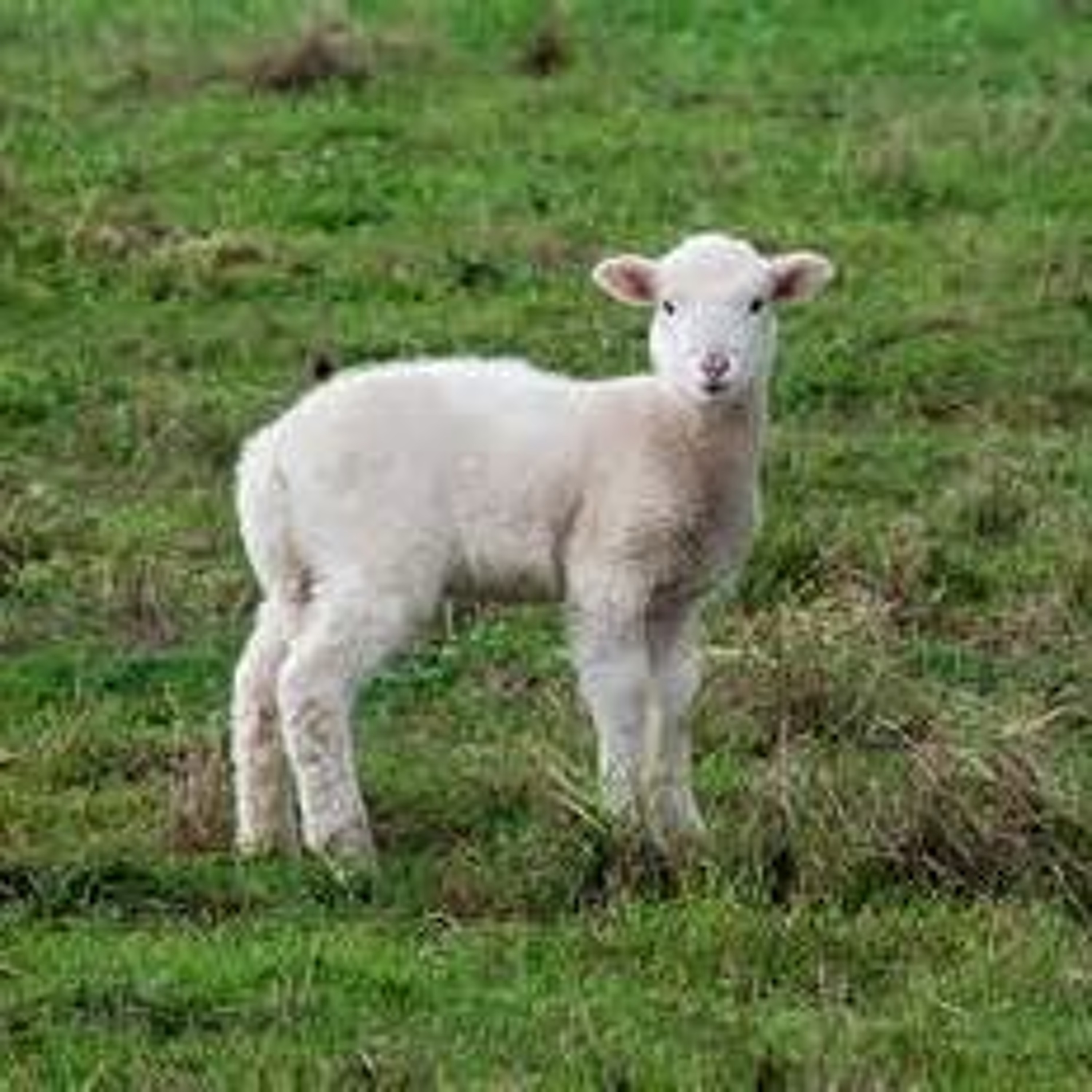 Jesus is God's Passover Lamb thumbnail