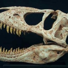 T-rex Attack  On Hadrosaur