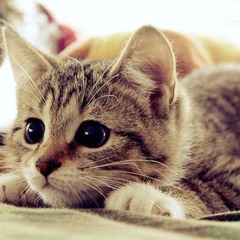 Mus Yourbestfriend 3