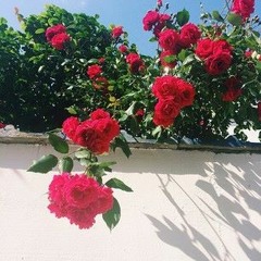 여름, 밤