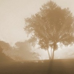 Foggy Morning(STBB 471)