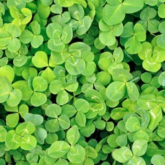 Publicité Le Mur de Trèfles