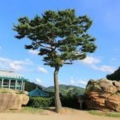 总是苍绿的松树 20160313 choir