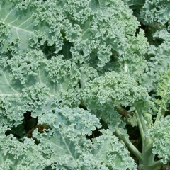 Kale