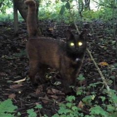 The Garden Of The Green Cow King