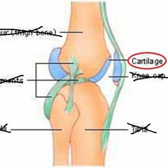 Cartilage