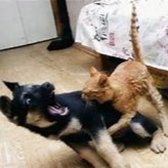 Cat Attack (nwo)