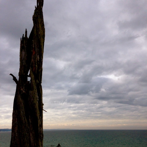Tree Squeaking In Wind
