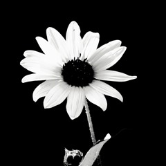 Schizophrene Disanomalie