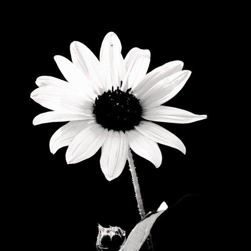 Schizophrene Disanomalie