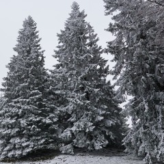 Verschneite Tannen (feat. George Sanchez)