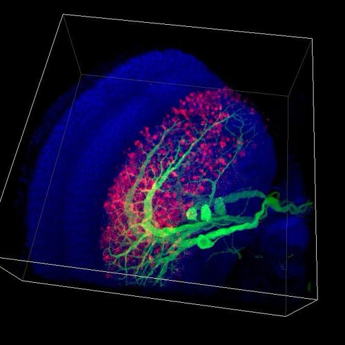 Your irrational brain: how we really make decisions