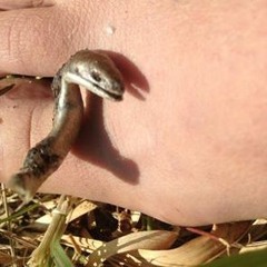 Baldini Ciampalini Lucchesi Ricci - impro1