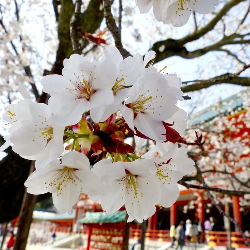Sounds of the Tea Garden | Meditation & Yoga | Relaxation & Healing