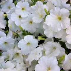 Niño Canela y El Narciso