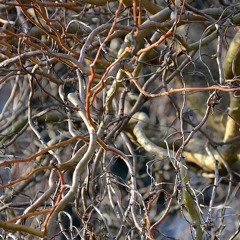 Capi VP 28 Test Mix Demo