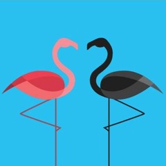 Remcord_Black Flamingo